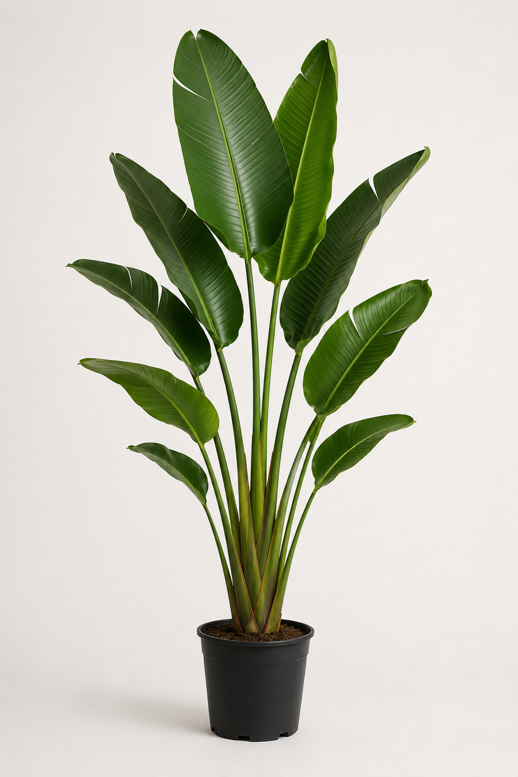 Starliçe (Strelitzia Nicolai)