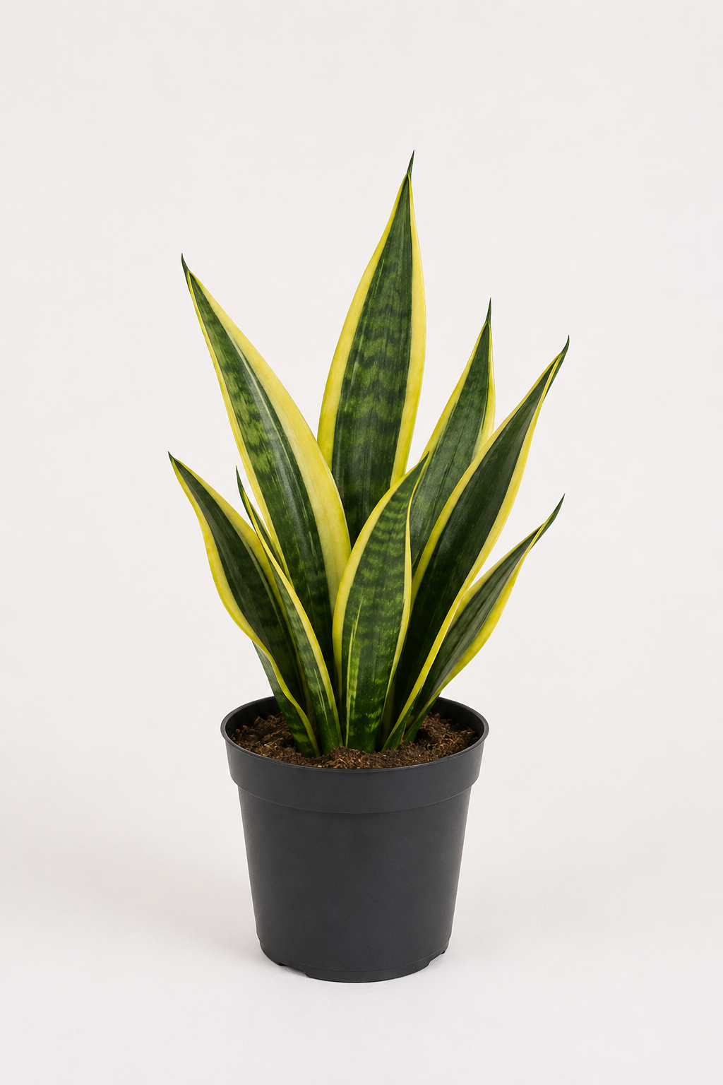 Paşa Kılıcı Mini (Sansevieria Gold Flame)