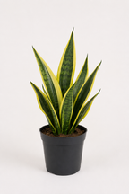 Paşa Kılıcı Mini (Sansevieria Gold Flame)