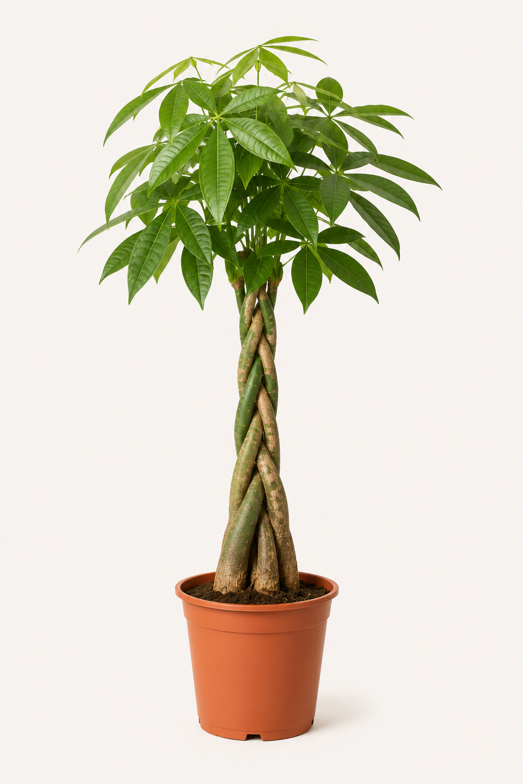 Örgülü Para Ağacı (Pachira Aquatica)