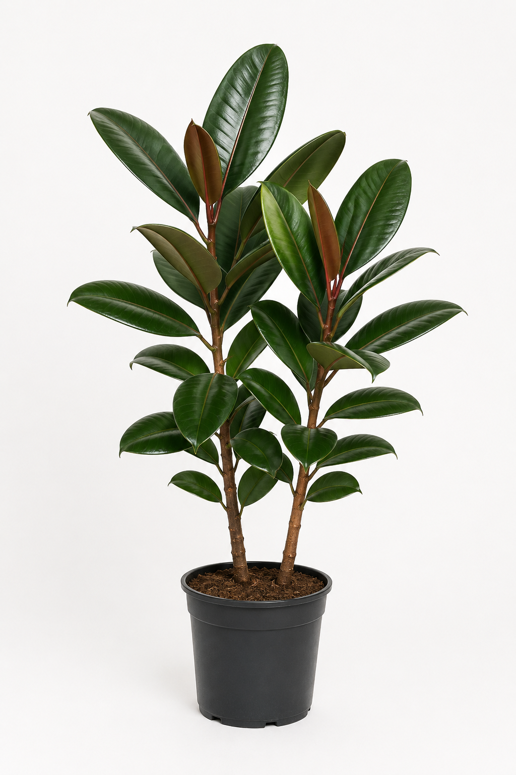 Kauçuk - 2 Gövdeli (Ficus Elastica)
