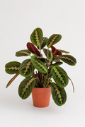 Dua Çiçeği (Maranta Fascinator)