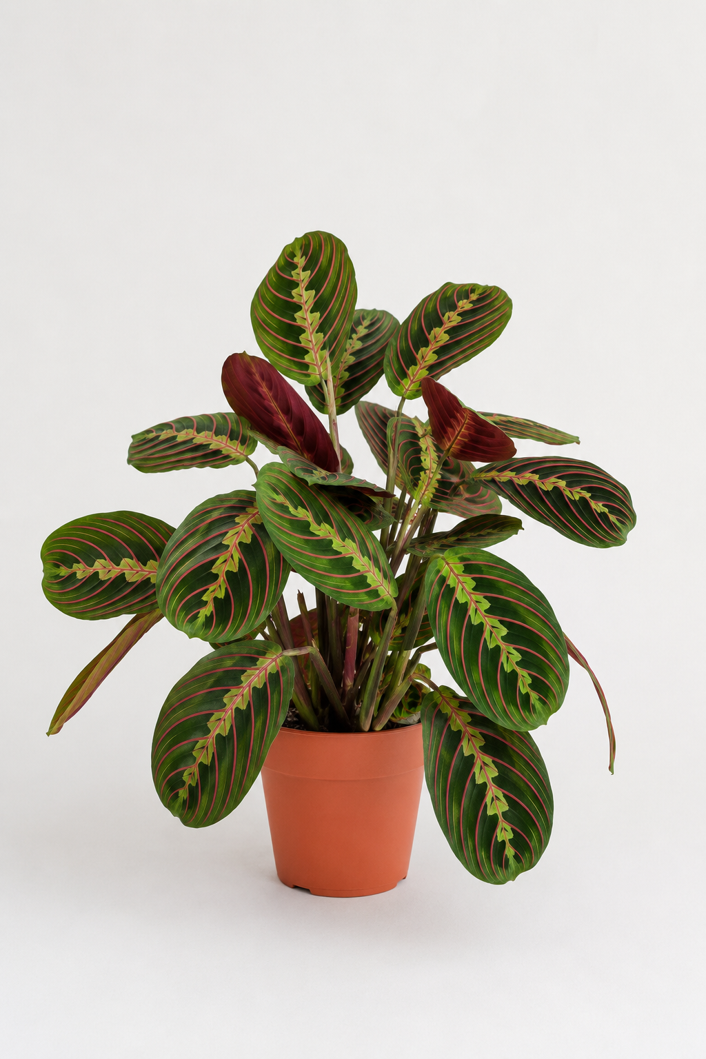 Dua Çiçeği (Maranta Fascinator)