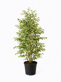 Benjamin (Ficus Benjamina Starlight)