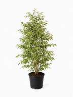 Benjamin (Ficus Benjamina Starlight)
