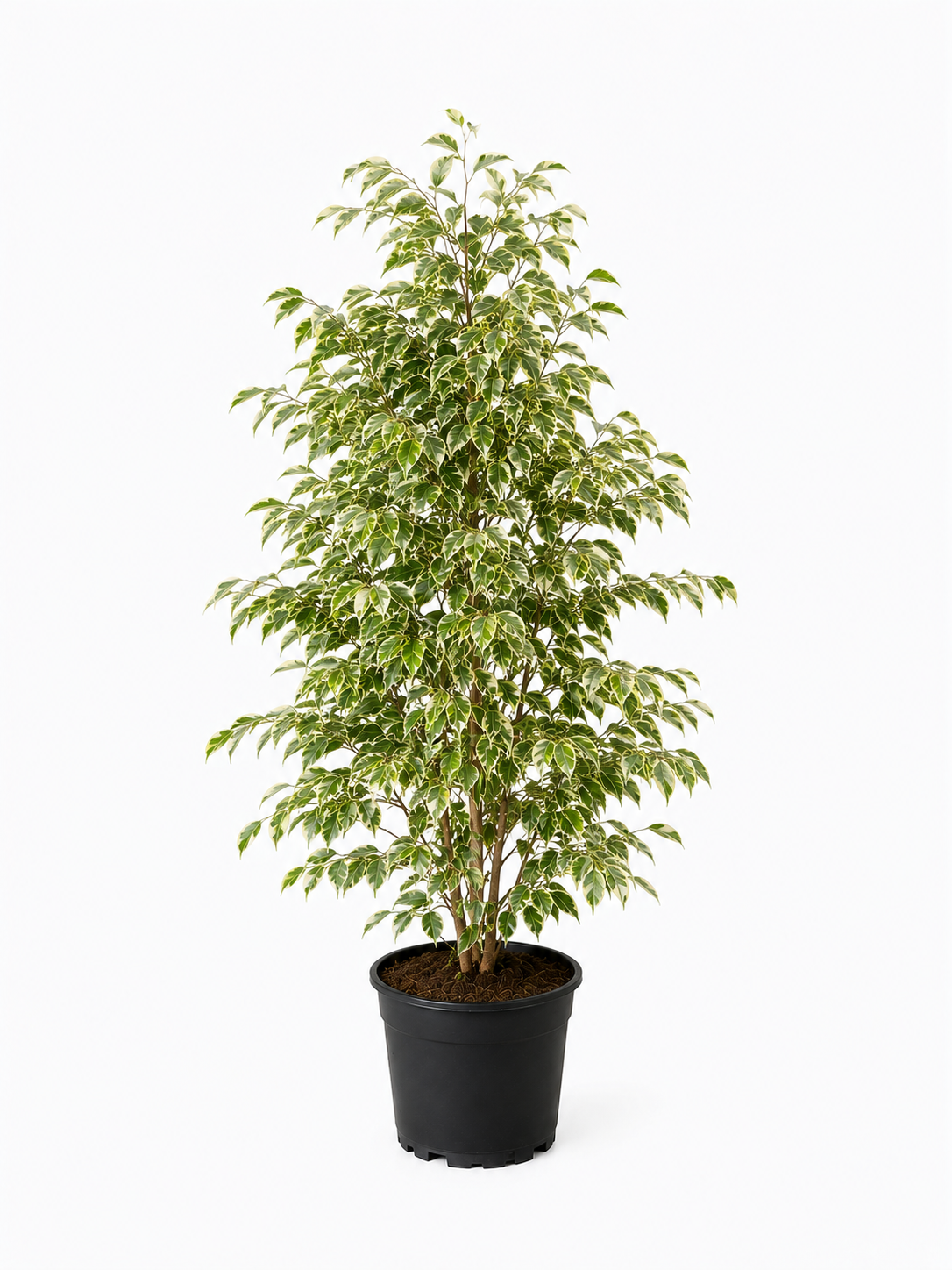 Benjamin (Ficus Benjamina Starlight)