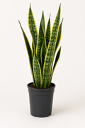 Paşa Kılıcı (Sansevieria Laurentii)