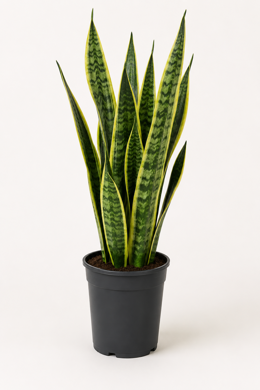 Paşa Kılıcı (Sansevieria Laurentii)