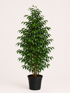 Benjamin (Ficus Benjamina Danielle)