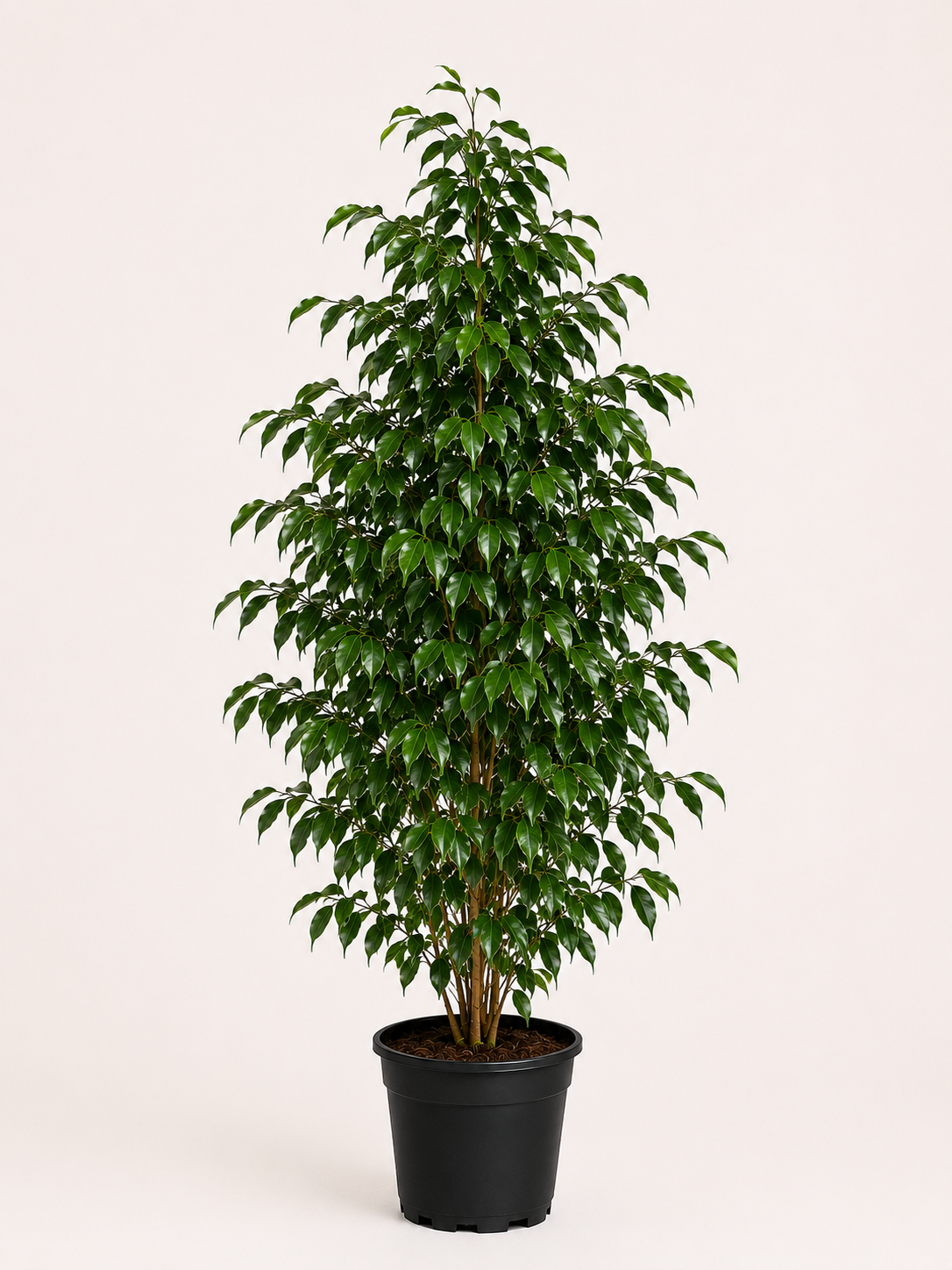 Benjamin (Ficus Benjamina Danielle)