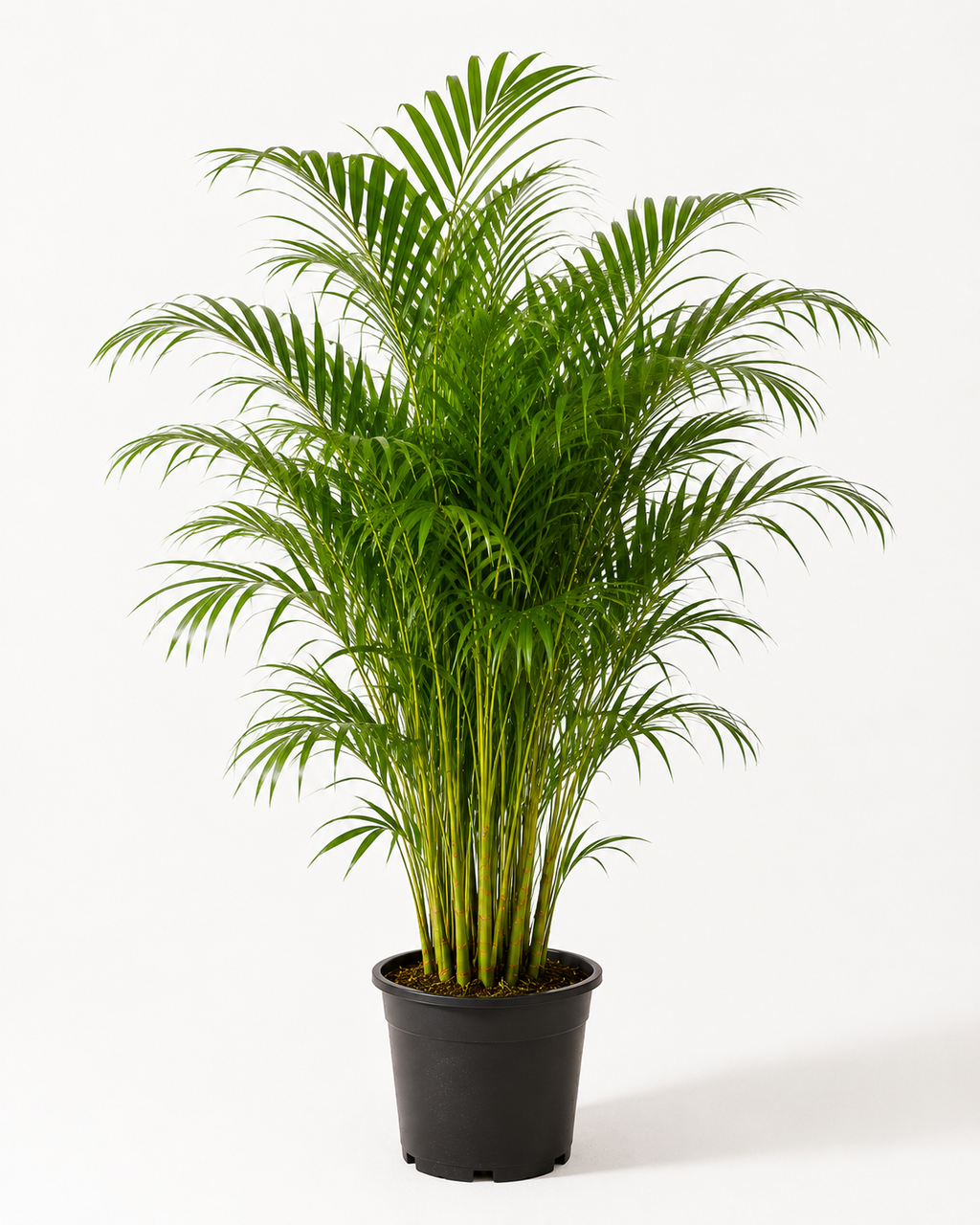Areka Palmiyesi (Dypsis Lutescens)