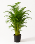 Areka Palmiyesi (Dypsis Lutescens)