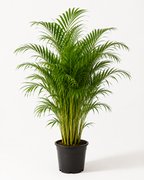 Areka Palmiyesi (Dypsis Lutescens)