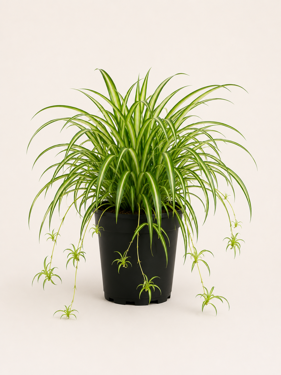 Kurdele Çiçeği (Chlorophytum Comosum)
