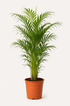 Dağ Palmiyesi (Chamaedorea Elegans)