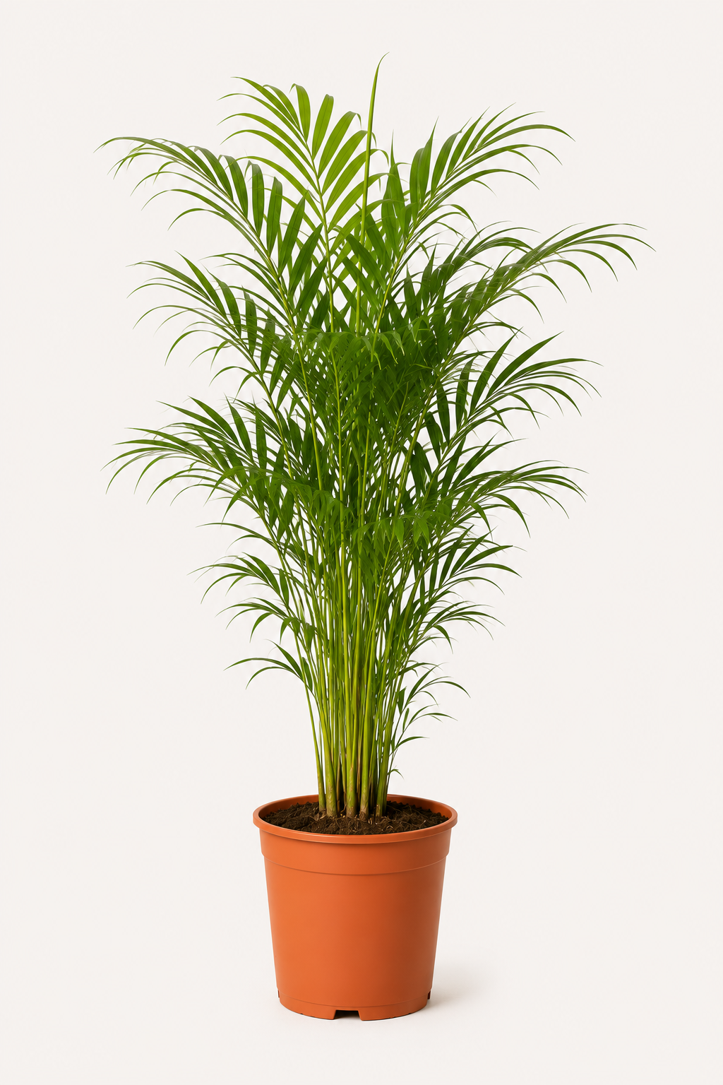 Dağ Palmiyesi (Chamaedorea Elegans)