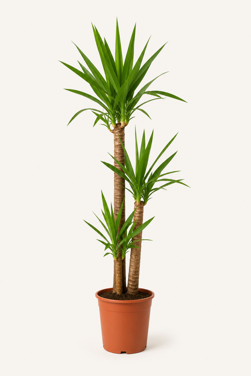Yuka (Yucca Massengena)