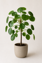 Çin Para Çiçeği (Pilea)