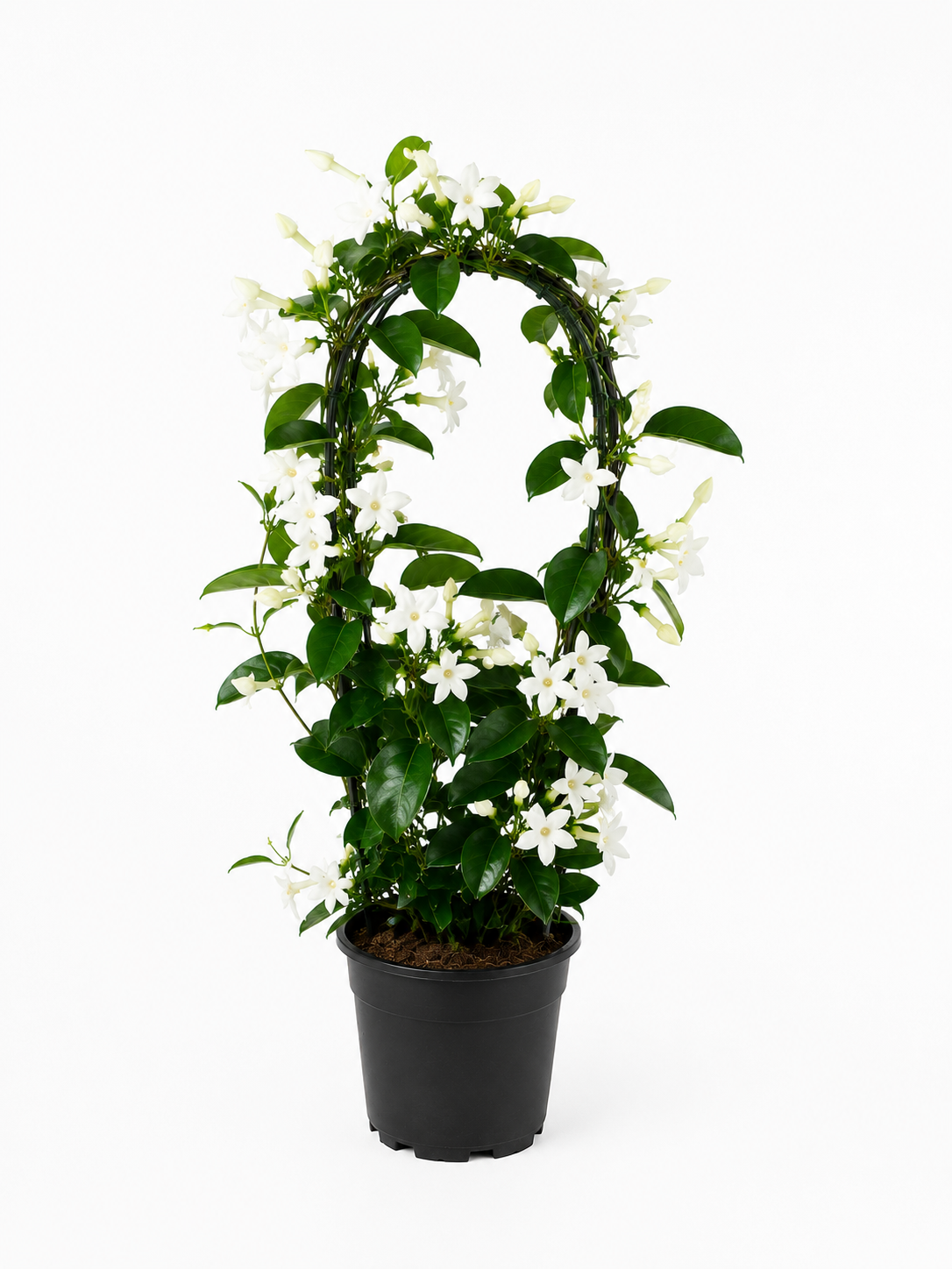 Madagaskar Yasemini (Stephanotis Floribunda)
