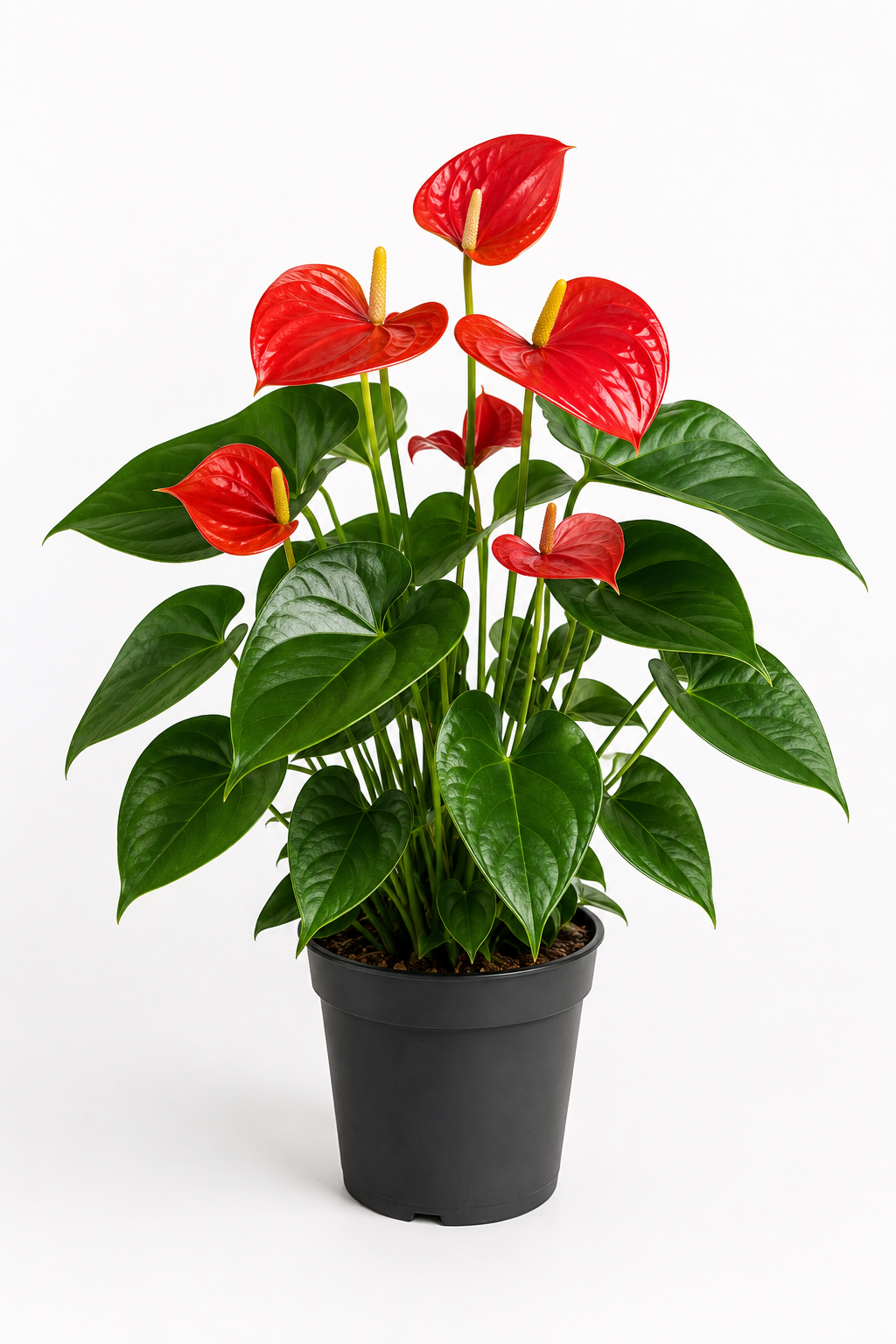 Antoryum Çiçeği (Anthurium)