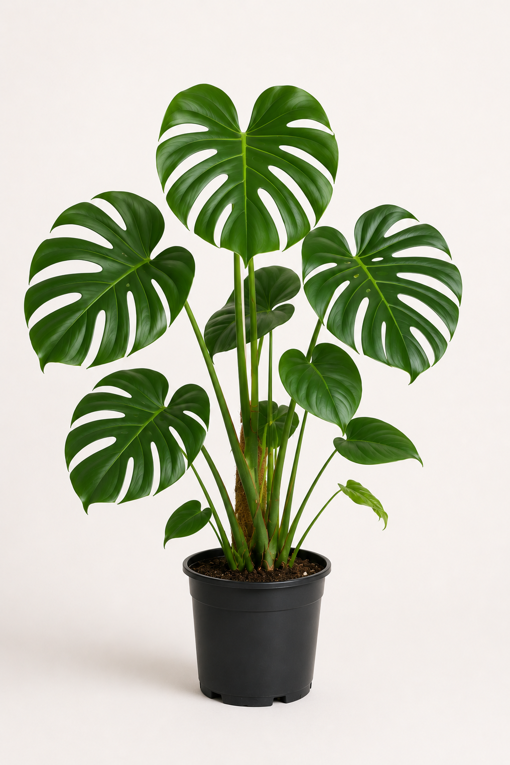 Deve Tabanı (Monstera Deliciosa)