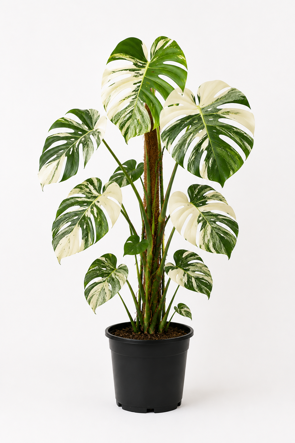 Deve Tabanı (Monstera Deliciosa Albino Variegata)