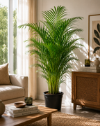Areka Palmiyesi (Dypsis Lutescens)