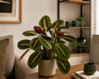 Dua Çiçeği (Maranta Fascinator)