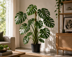 Deve Tabanı (Monstera Deliciosa)