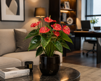 Antoryum Çiçeği (Anthurium)