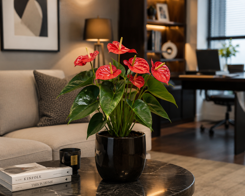 Antoryum Çiçeği (Anthurium)