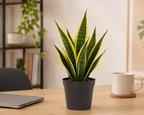 Paşa Kılıcı Mini (Sansevieria Gold Flame)