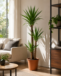 Yuka (Yucca Massengena)