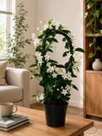 Madagaskar Yasemini (Stephanotis Floribunda)