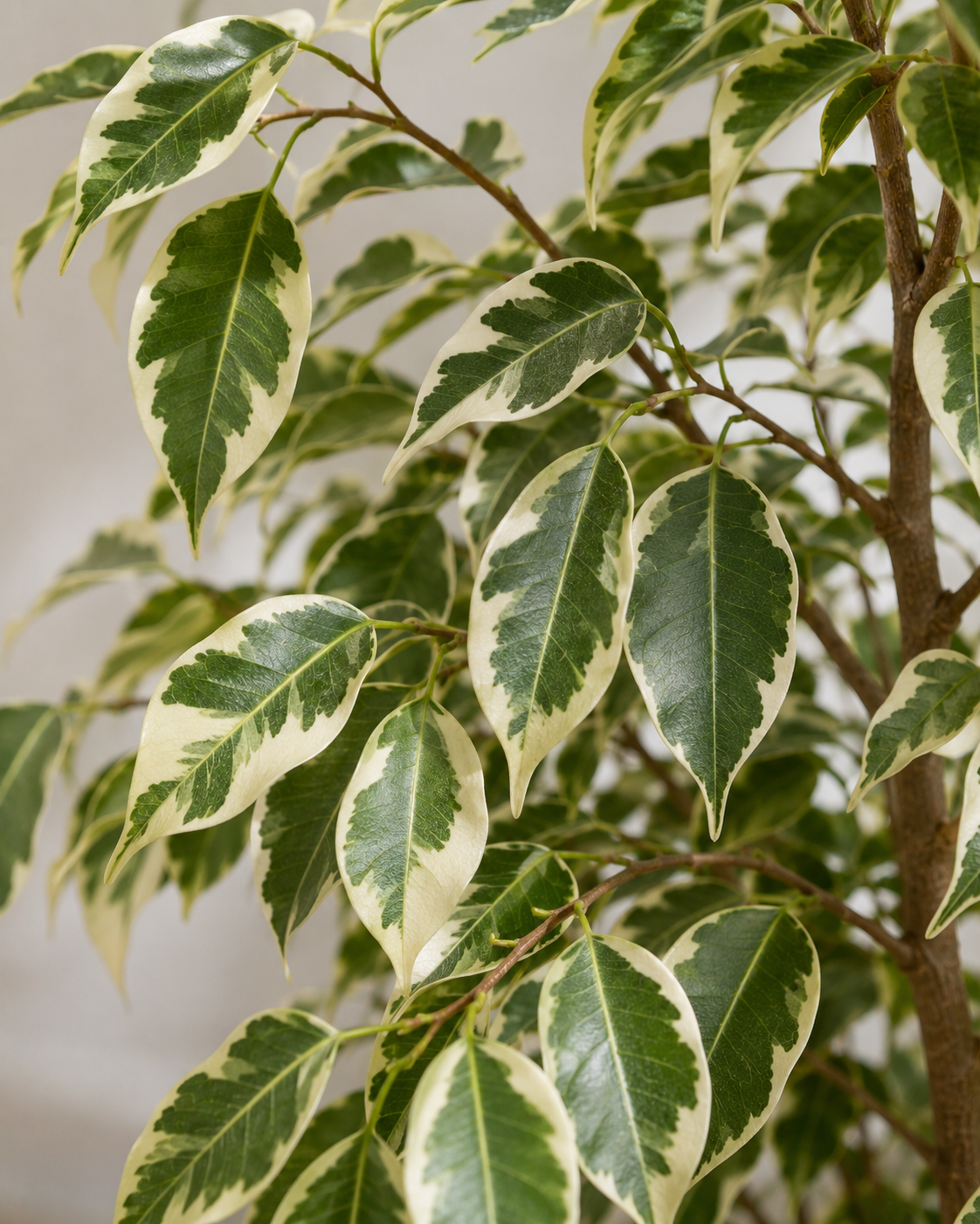 Benjamin (Ficus Benjamina Starlight)