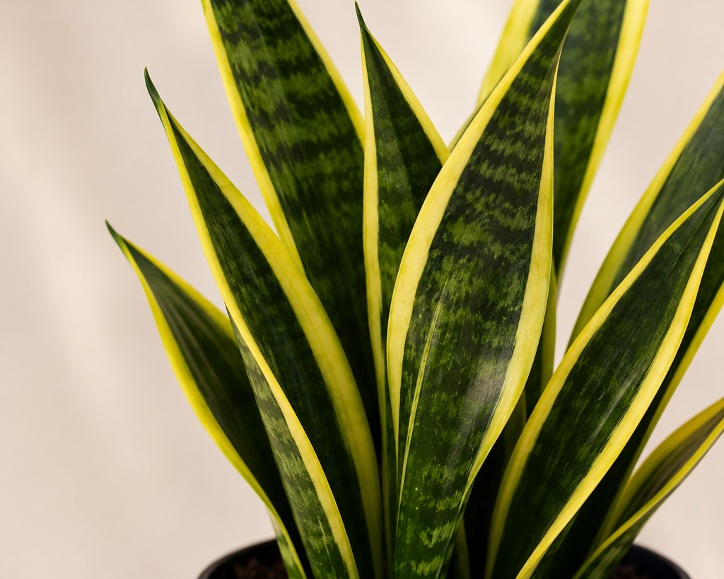 Paşa Kılıcı Mini (Sansevieria Gold Flame)