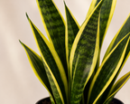 Paşa Kılıcı Mini (Sansevieria Gold Flame)