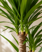 Yuka (Yucca Massengena)