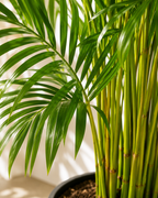 Areka Palmiyesi (Dypsis Lutescens)