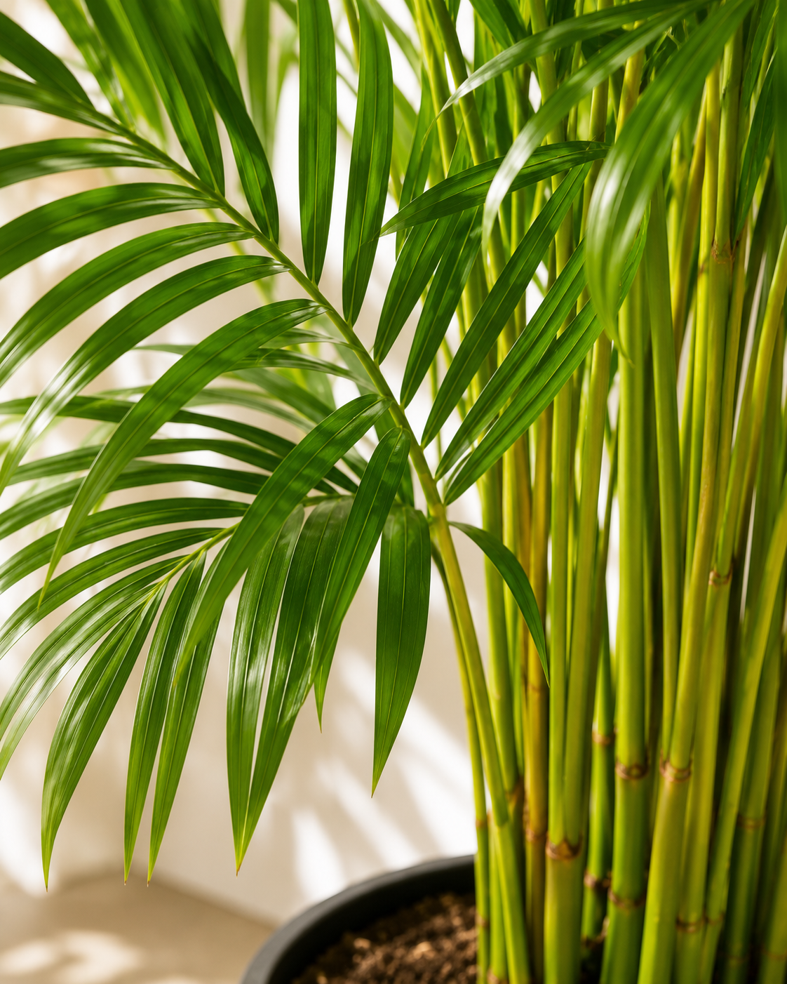 Areka Palmiyesi (Dypsis Lutescens)