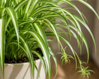 Kurdele Çiçeği (Chlorophytum Comosum)