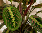Dua Çiçeği (Maranta Fascinator)