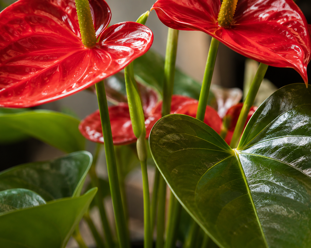 Antoryum Çiçeği (Anthurium)