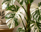 Deve Tabanı (Monstera Deliciosa Albino Variegata)