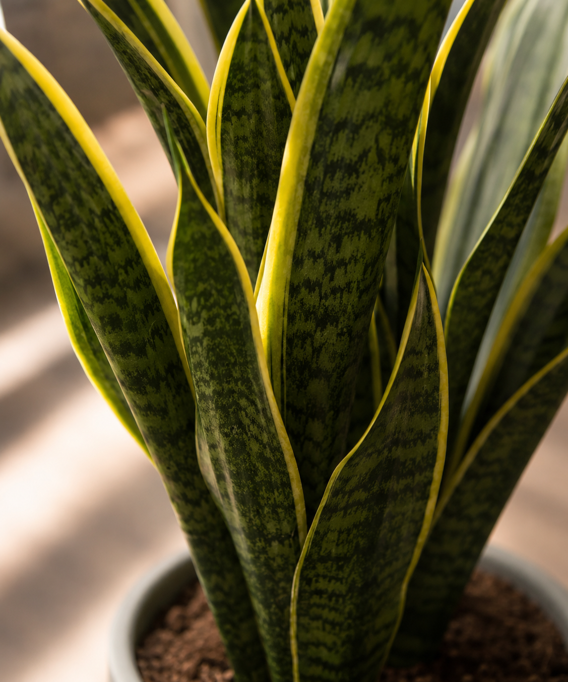 Paşa Kılıcı (Sansevieria Laurentii)