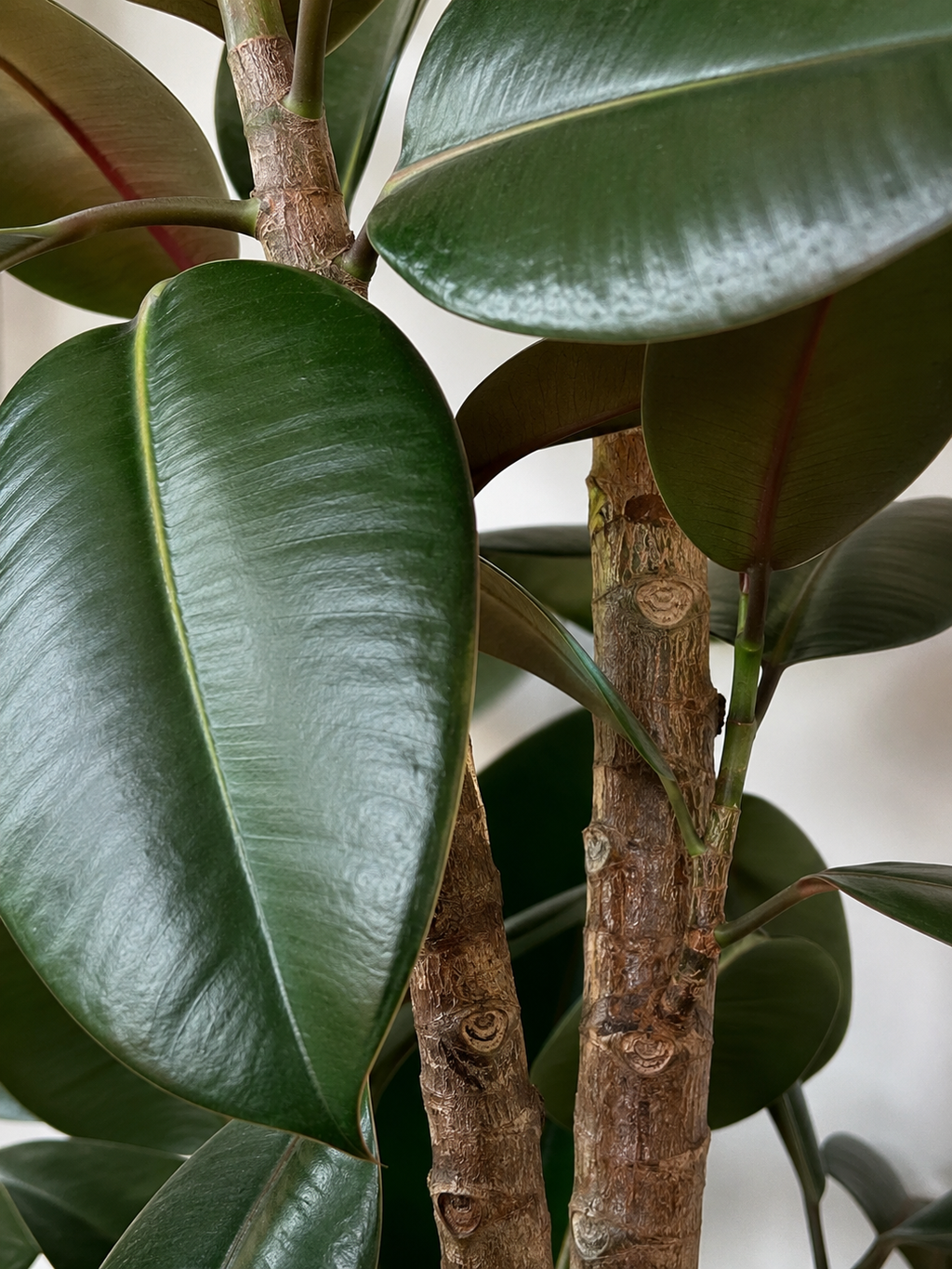 Kauçuk - 2 Gövdeli (Ficus Elastica)