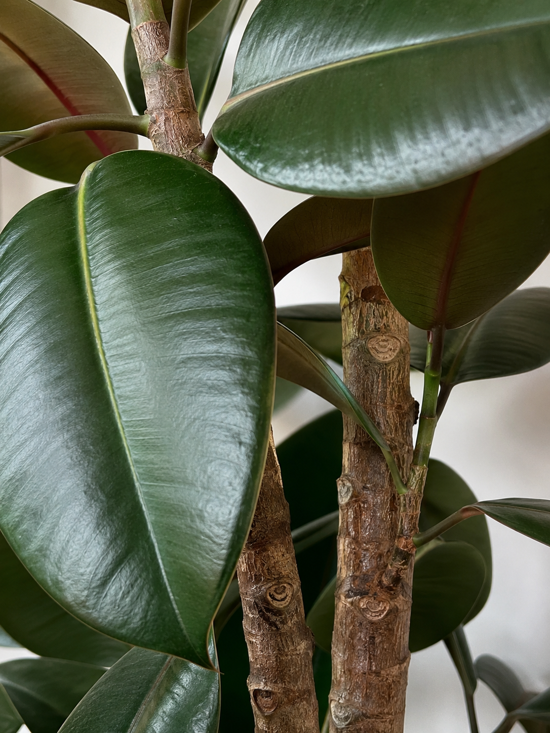 Kauçuk - 2 Gövdeli (Ficus Elastica)