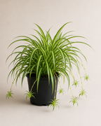 Kurdele Çiçeği (Chlorophytum Comosum)