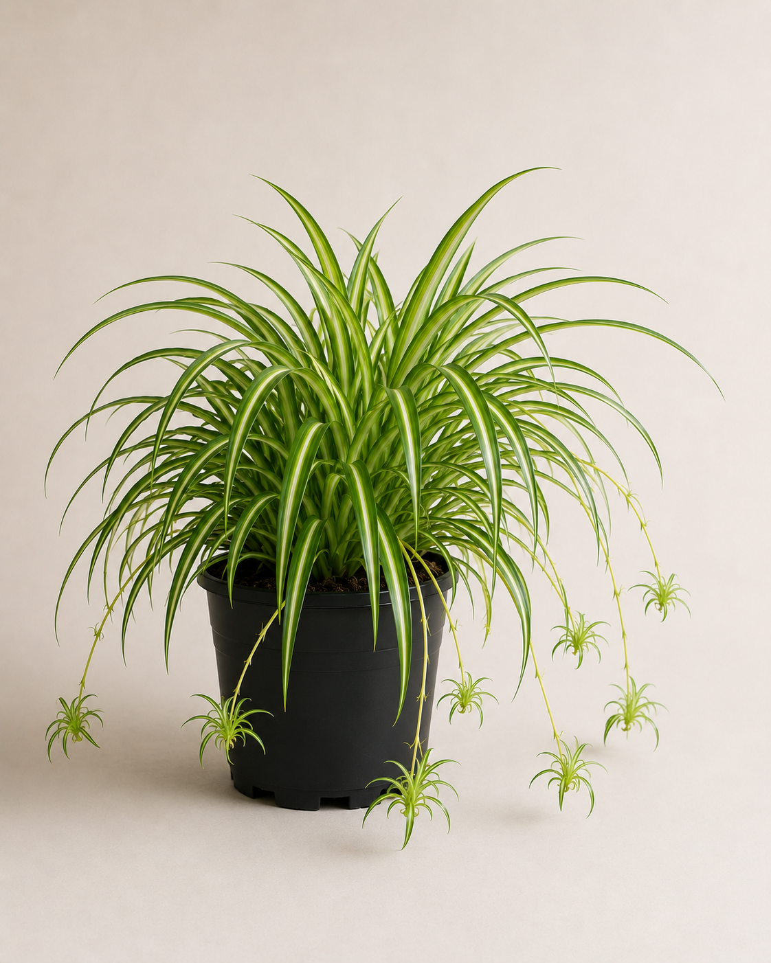 Kurdele Çiçeği (Chlorophytum Comosum)