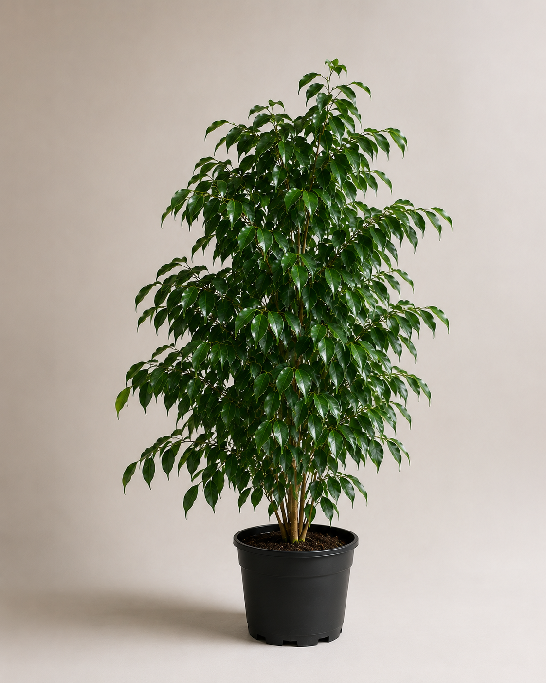 Benjamin (Ficus Benjamina Danielle)